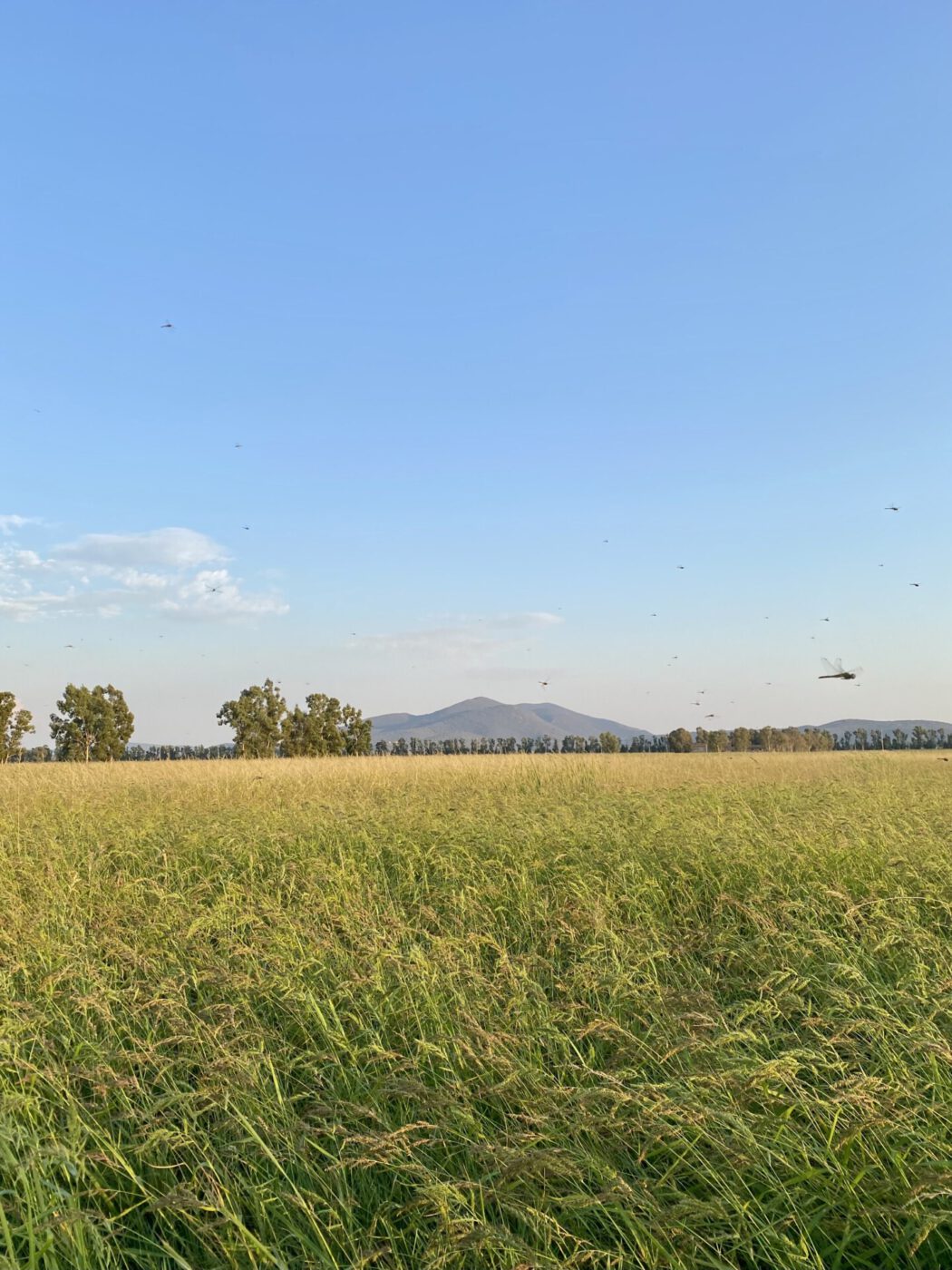 Maremma, Tuscany's wild west, Toscana, Tuscany, Tuscan countryside, Italy Segreta, wheat fields, meadows, wheat in the wind