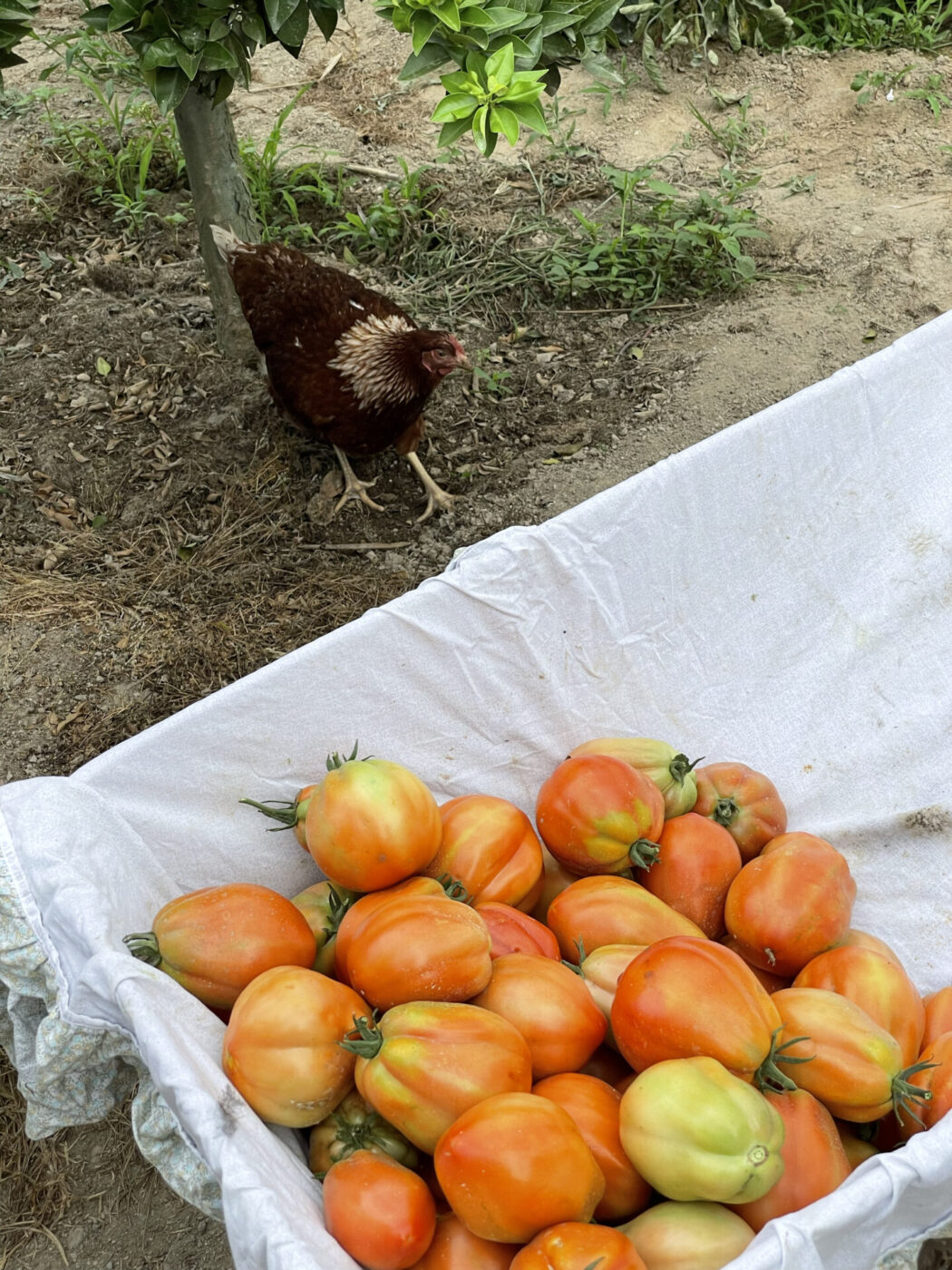 tomatoes, Italy, Italian food, pomodoro, heirloom tomatoes, passata, summer fruit, summer harvest, chicken, farm, growing tomatoes