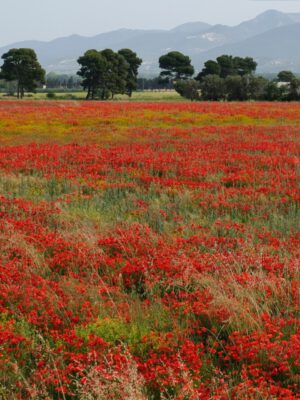 Maremma, Tuscany's wild west, Toscana, Tuscany, Tuscan countryside, wildflowers, red flowers, poppies, meadows, wildflower meadow