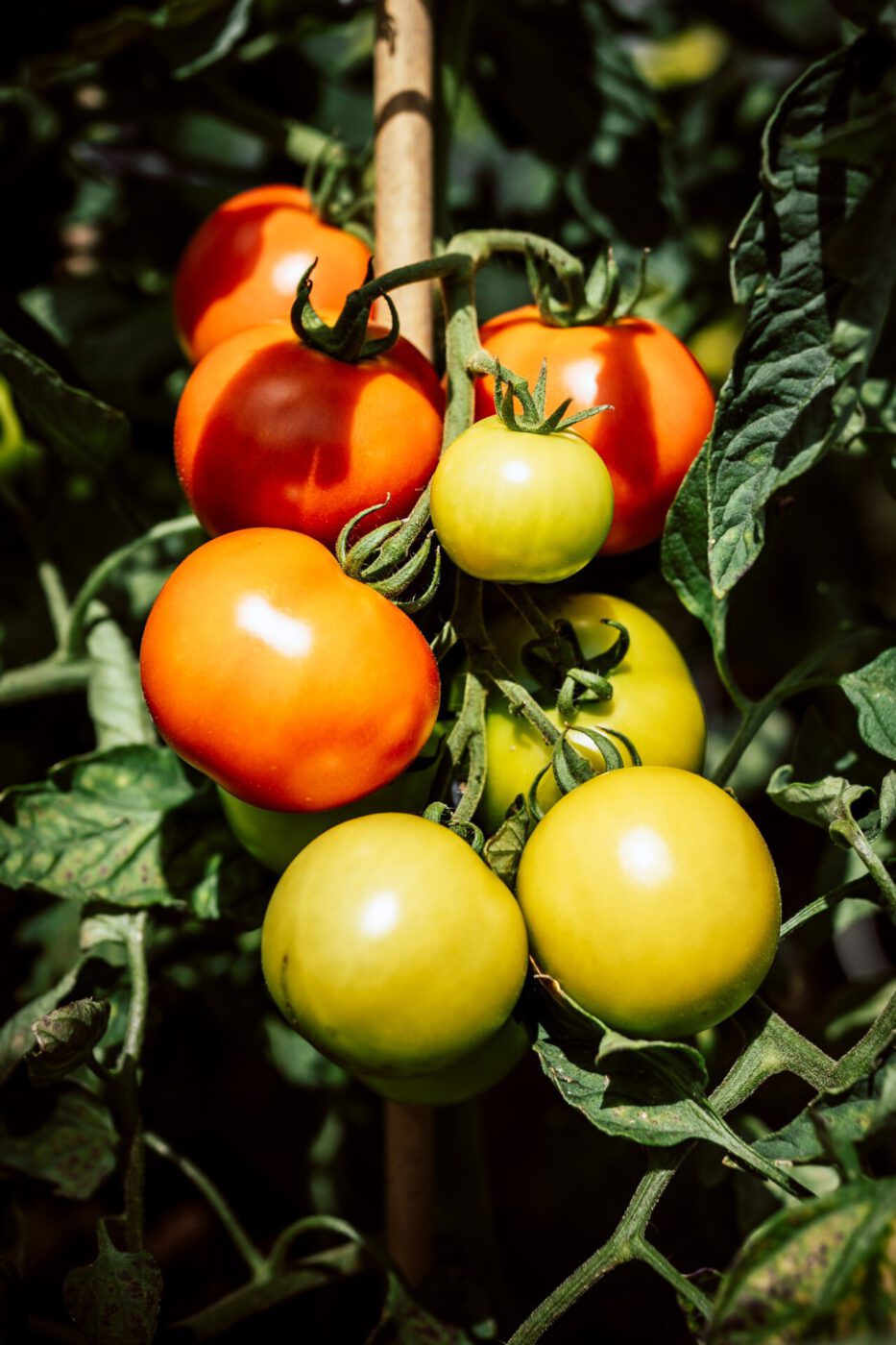 tomatoes, Italy, Italian food, pomodoro, heirloom tomatoes, passata, summer fruit, summer harvest, tomatoes on the vine