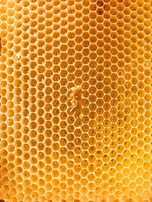 Yellow shinning honeycomb full of honey in Abruzzo Italy