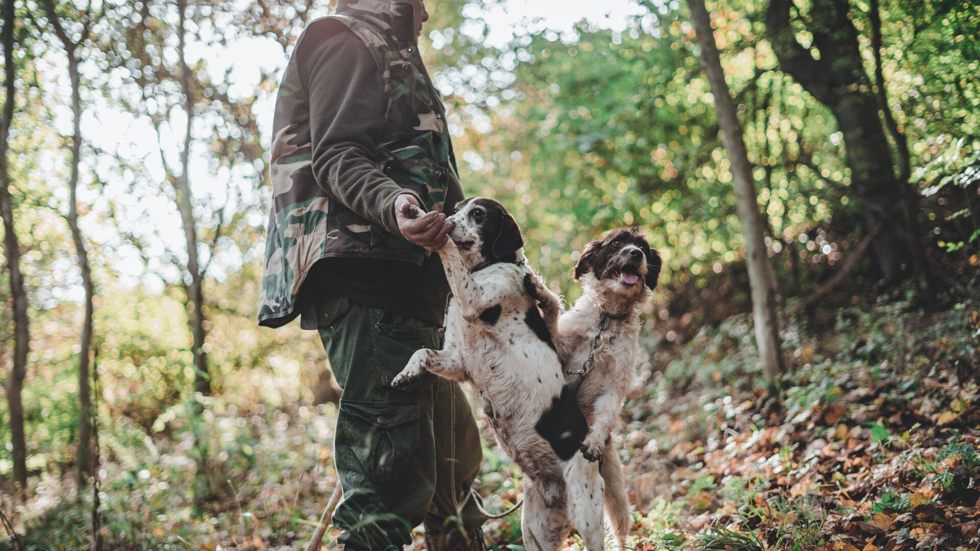 Alba truffle hunters as in The Truffle Hunters