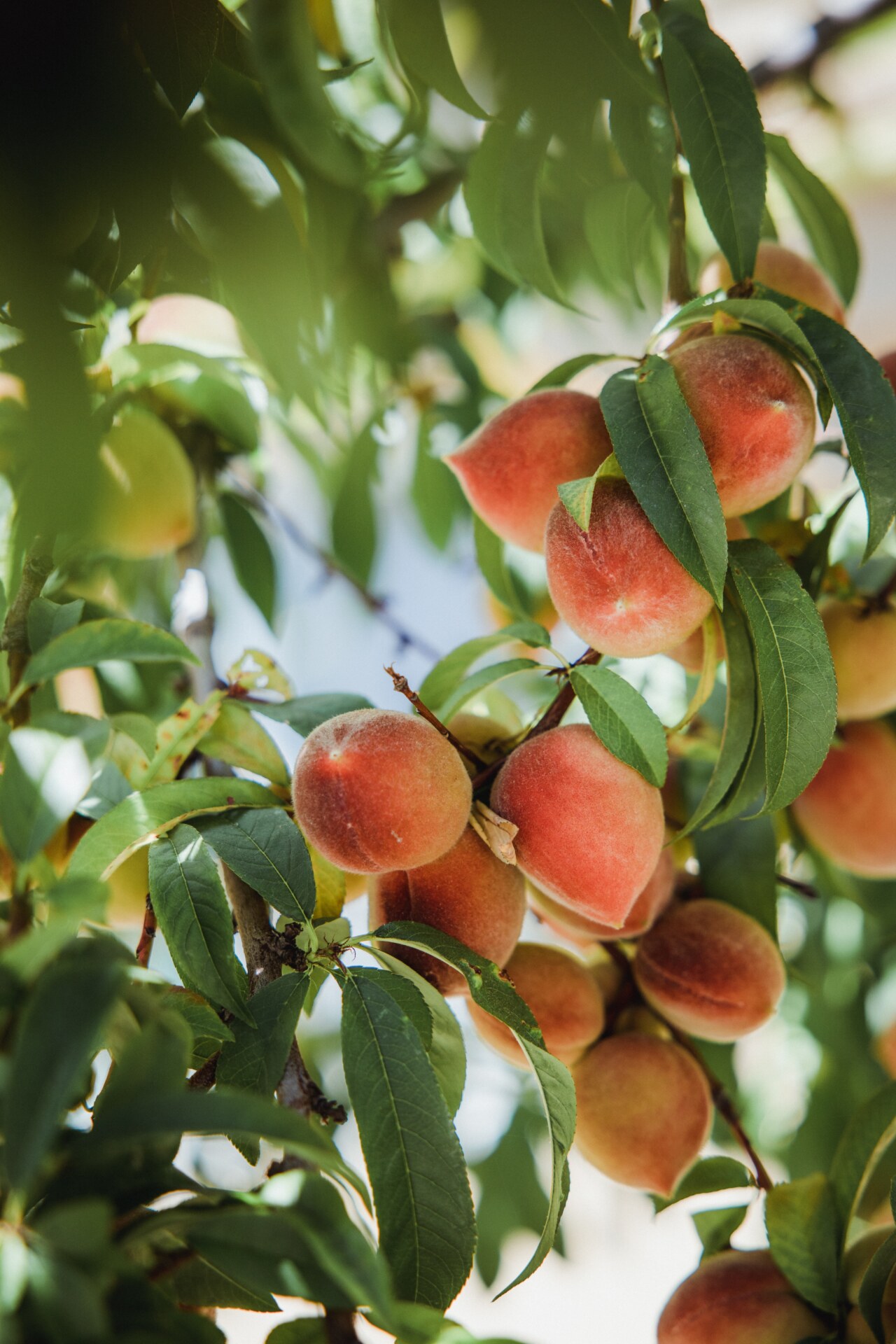an image of peaches
