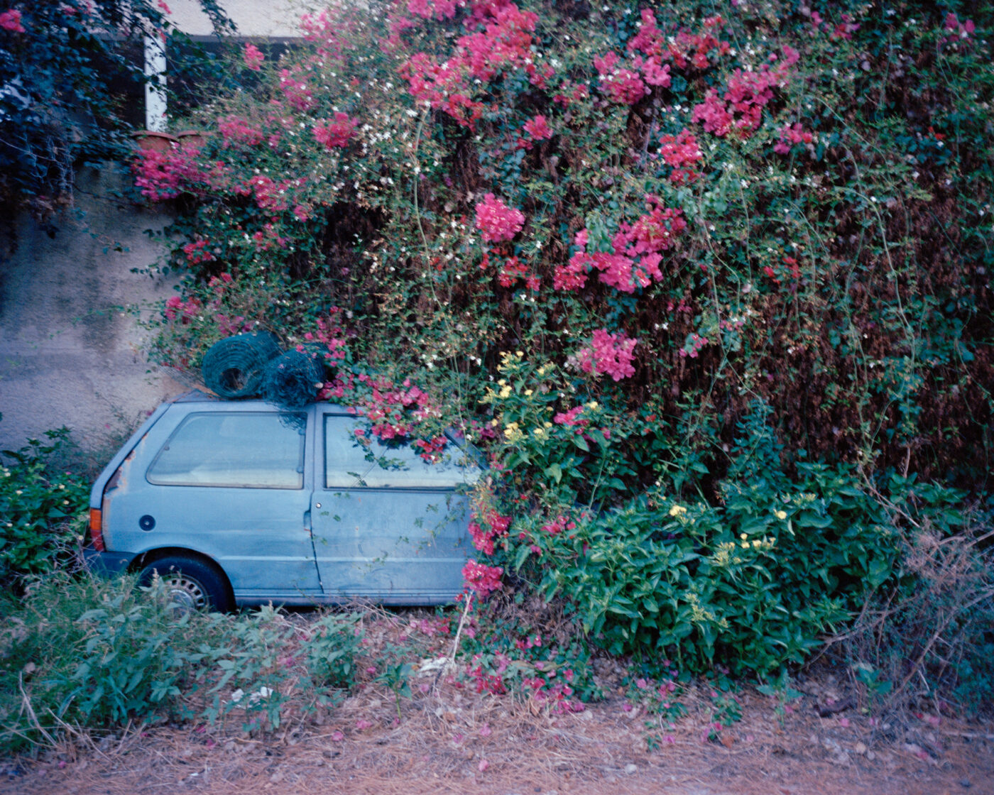 photo by Michele Iacobini of a small blue car parked under an overgrown Bougainvillea plant with bright pink flowers