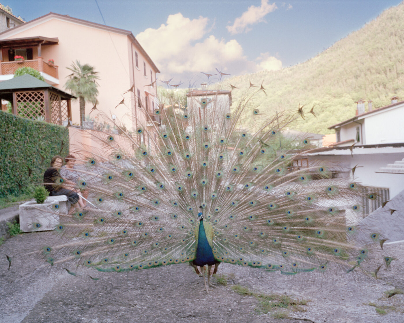 photo by Michele Iacobini of a male peacock with its feathers open