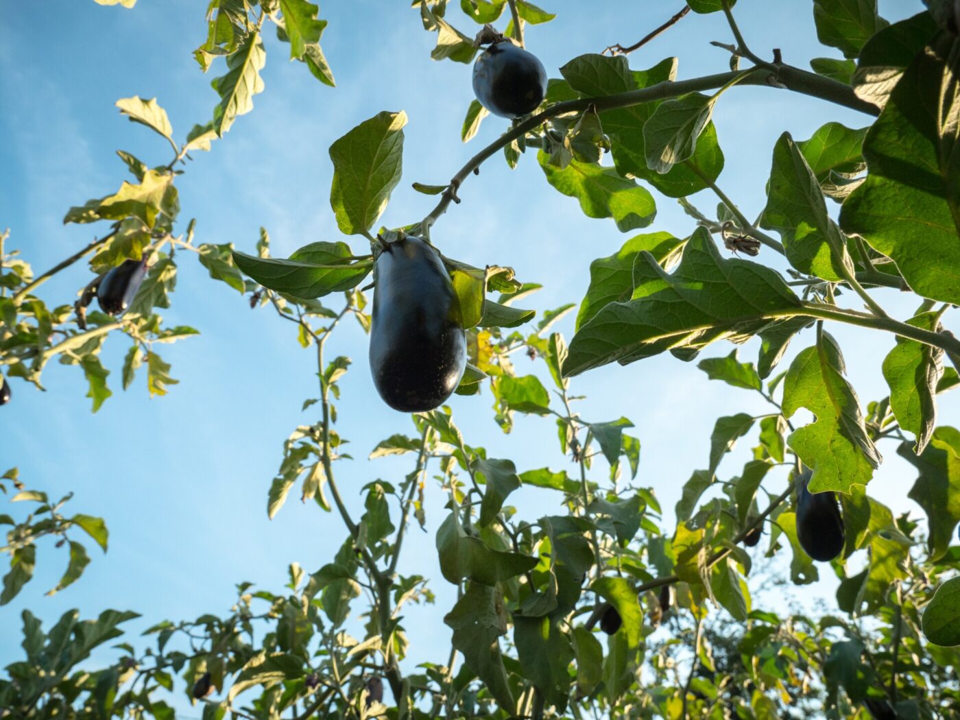 a photo taken from underneath an eggplant plant showing the dark purple vegetables growing around green leaves and under a blue sky