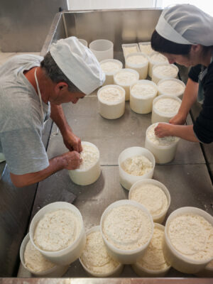 Shepherds prepare ricotta cheese with fresh sheep's milk