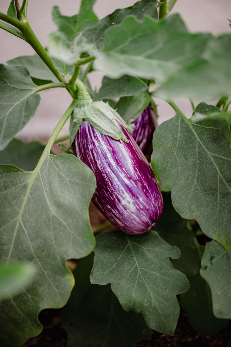 a striated light purple and white plump eggplant growing on a bush among big green leaves