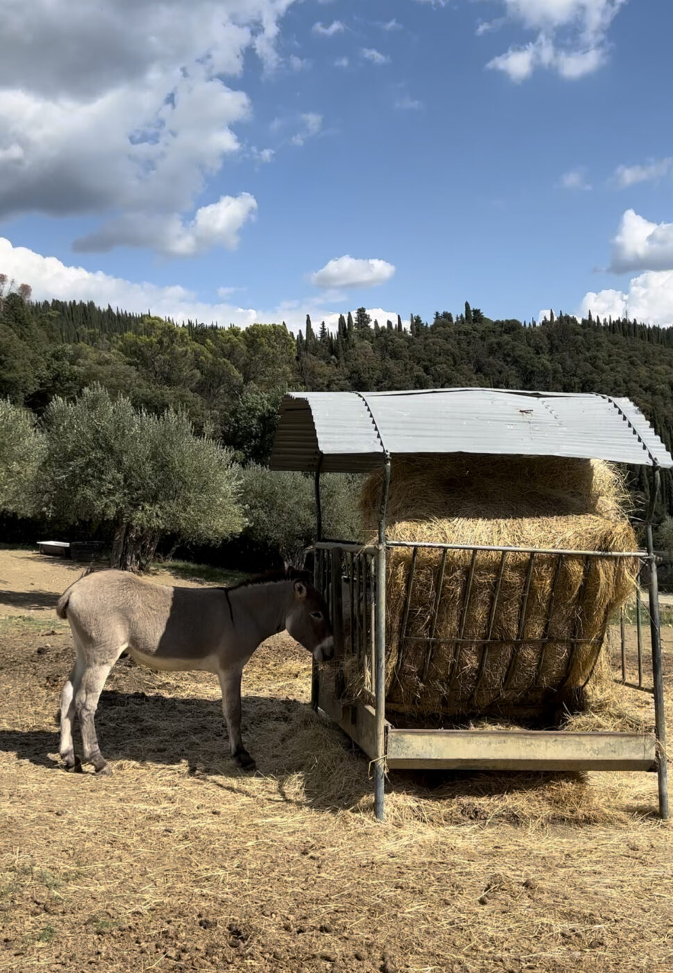 donkey at Fattoria di Maiano