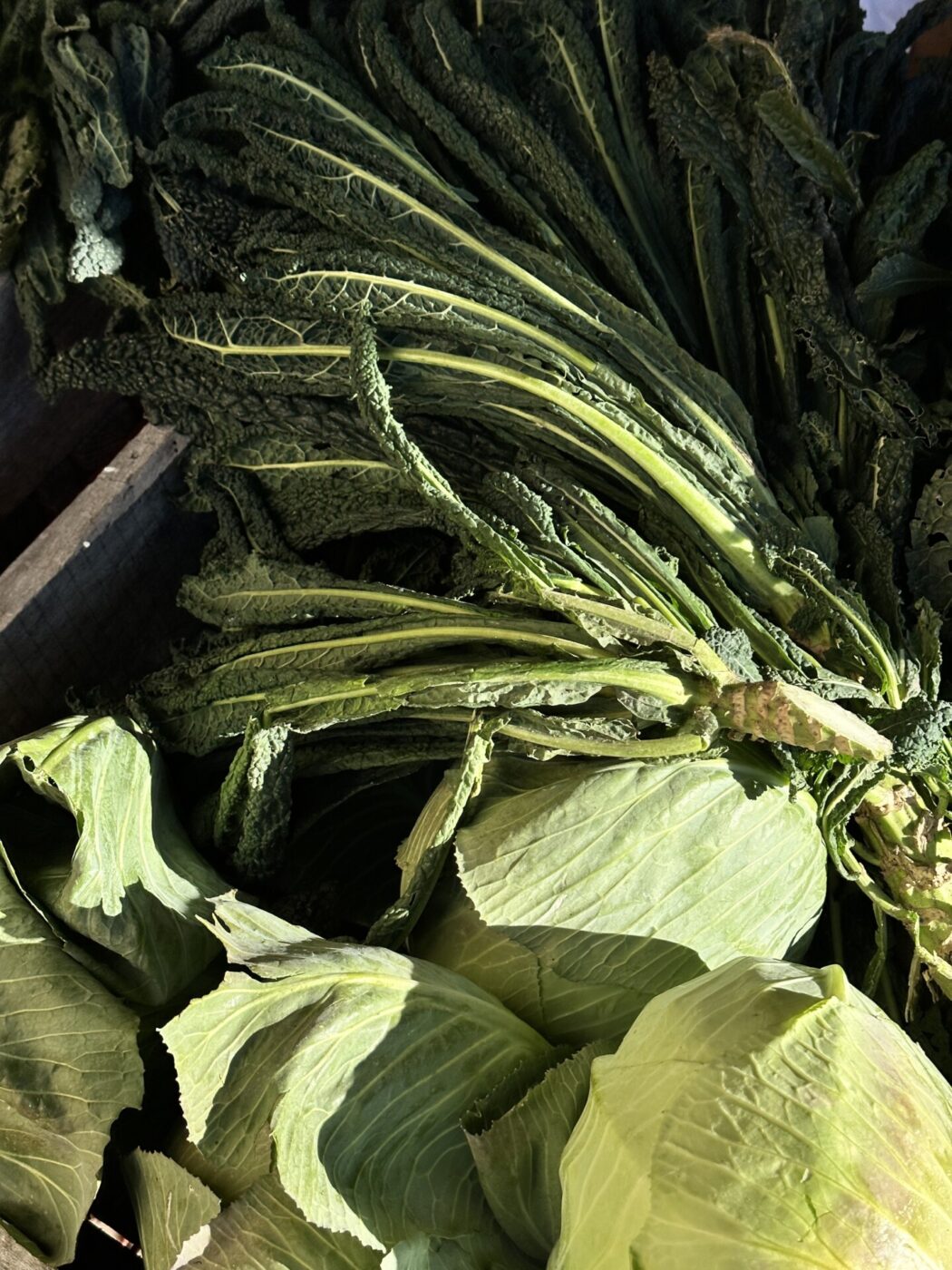 light green cabbage and long, dark green cavolo nero