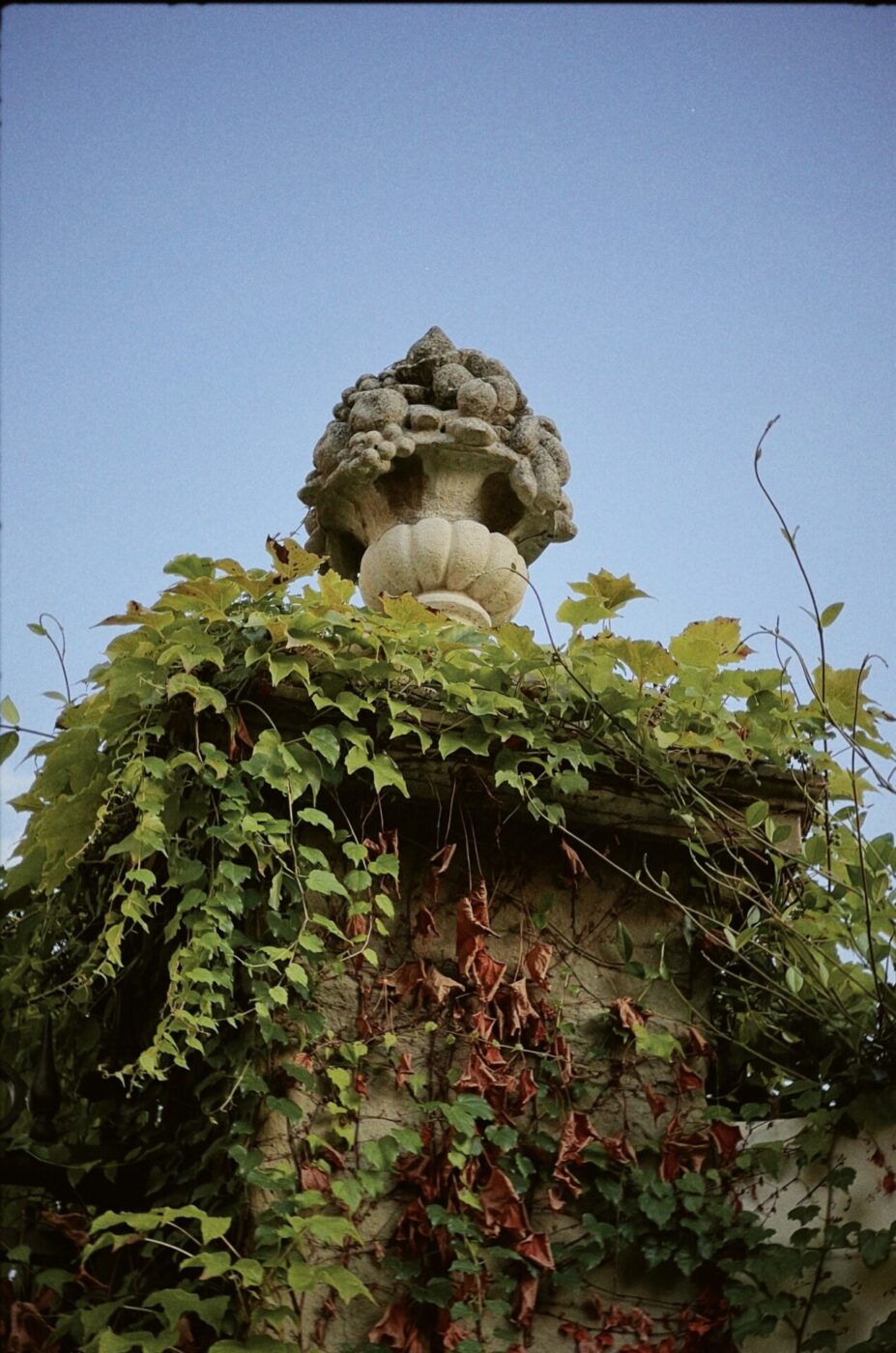 an ivy covered old stone wall in Florence