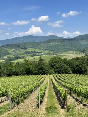 image of a green winery on the hills of Florence
