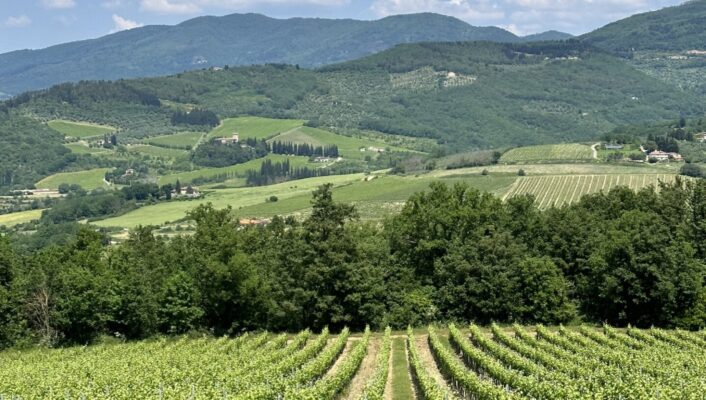 image of a green winery on the hills of Florence