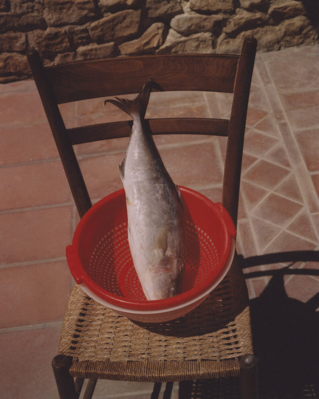 a photo in Catania of fish upside down in a red bucket on a chair - photo by Carlo Piro