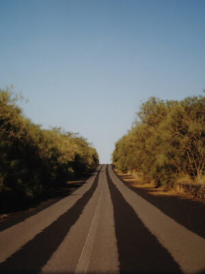 photo by Carlo Piro of a road lined with trees on mont etna