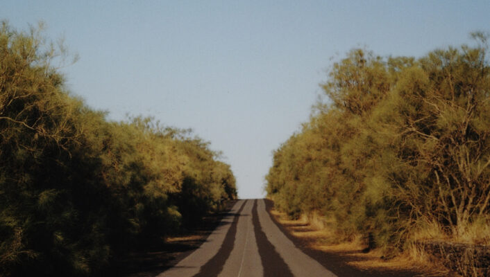 photo by Carlo Piro of a road lined with trees on mont etna