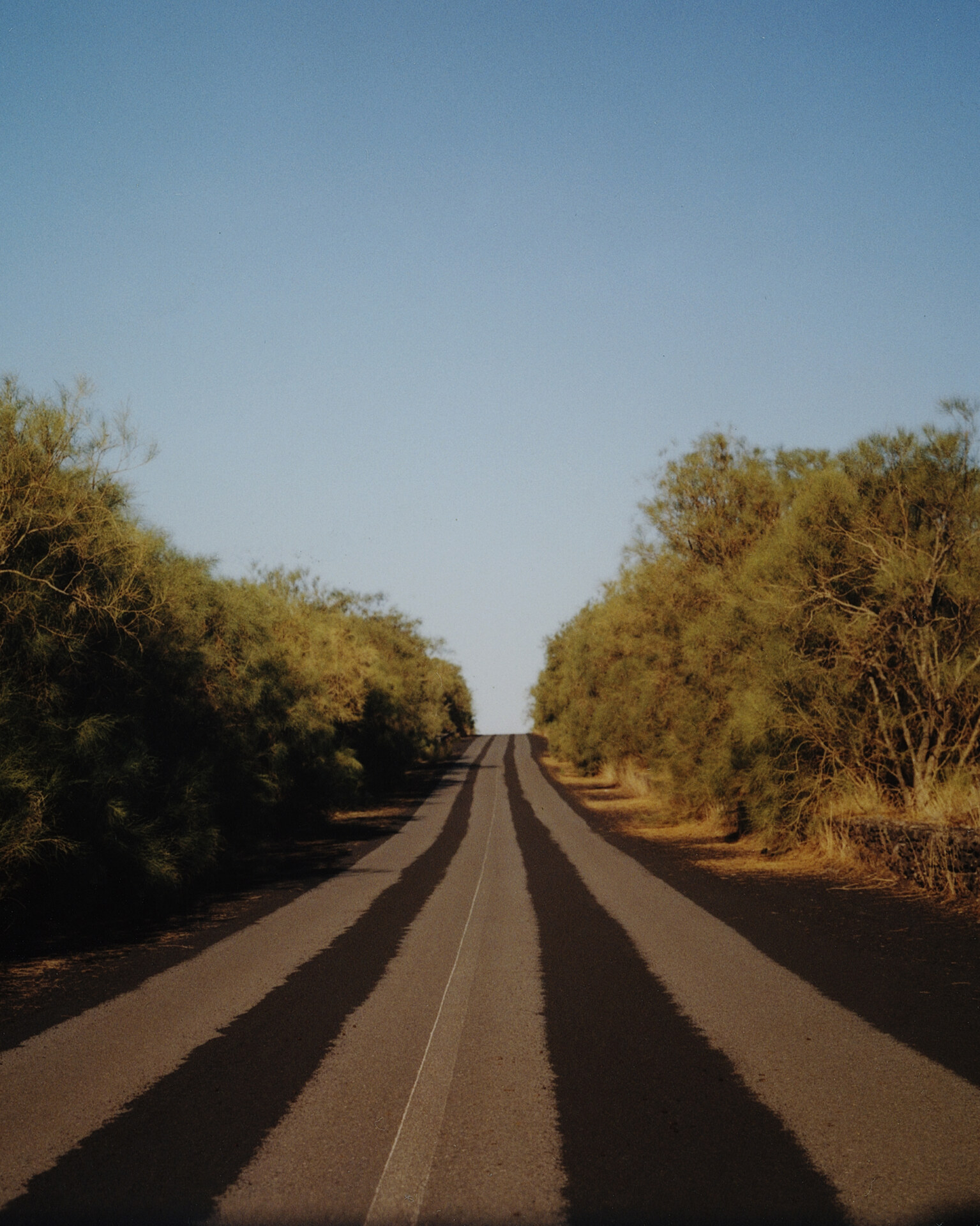 photo by Carlo Piro of a road lined with trees on mont etna