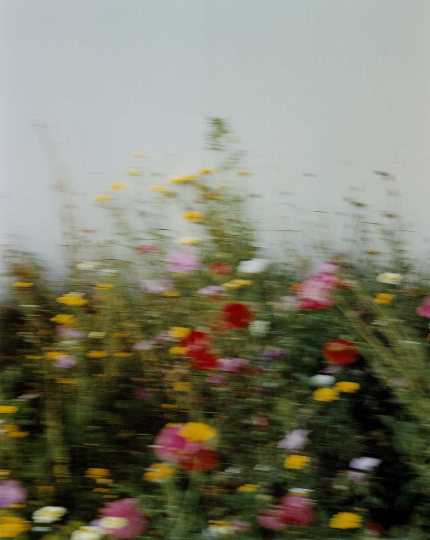 photo by Carlo Piro of the flowers in Milan
