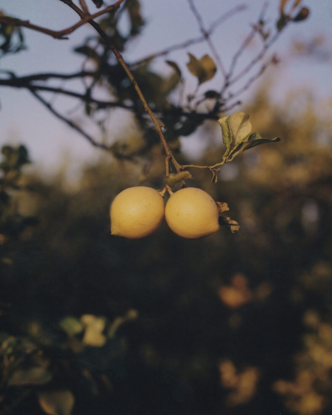 photo by Carlo Piro of two lemons hanging from a tree and everything else is blurred