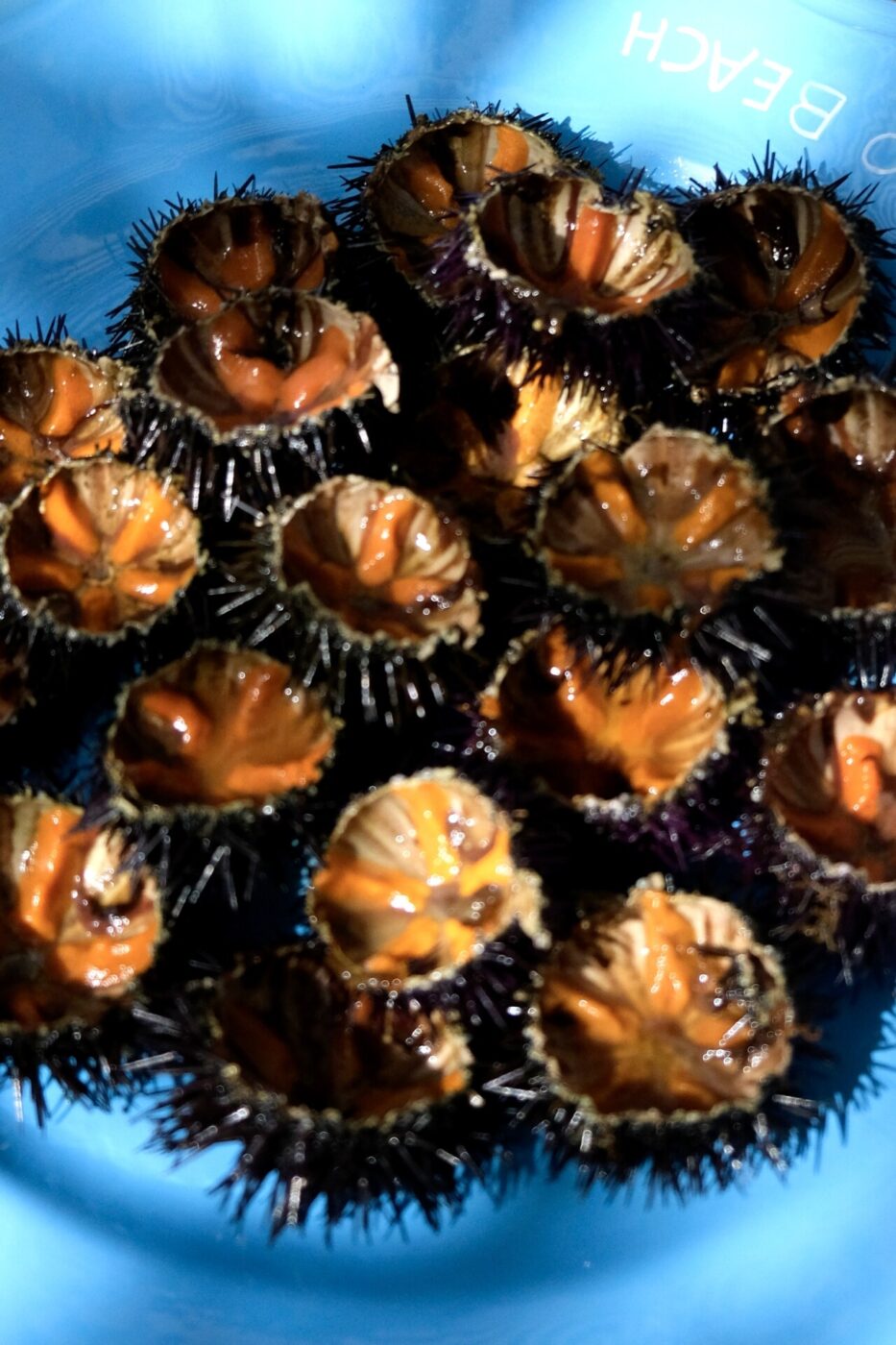 a plate of sea urchins with the meat scooped out
