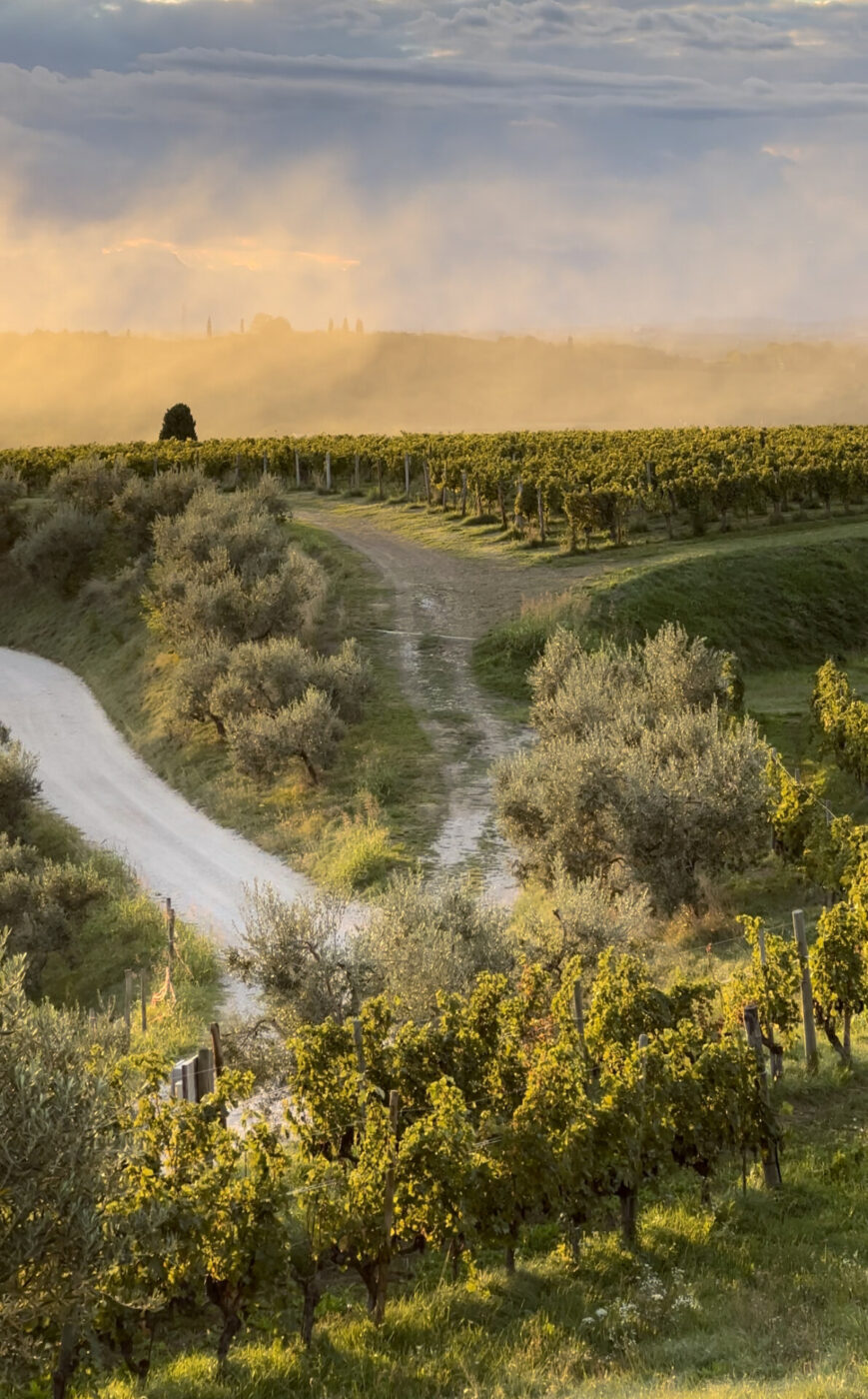 a light green vineyard under an orange sky