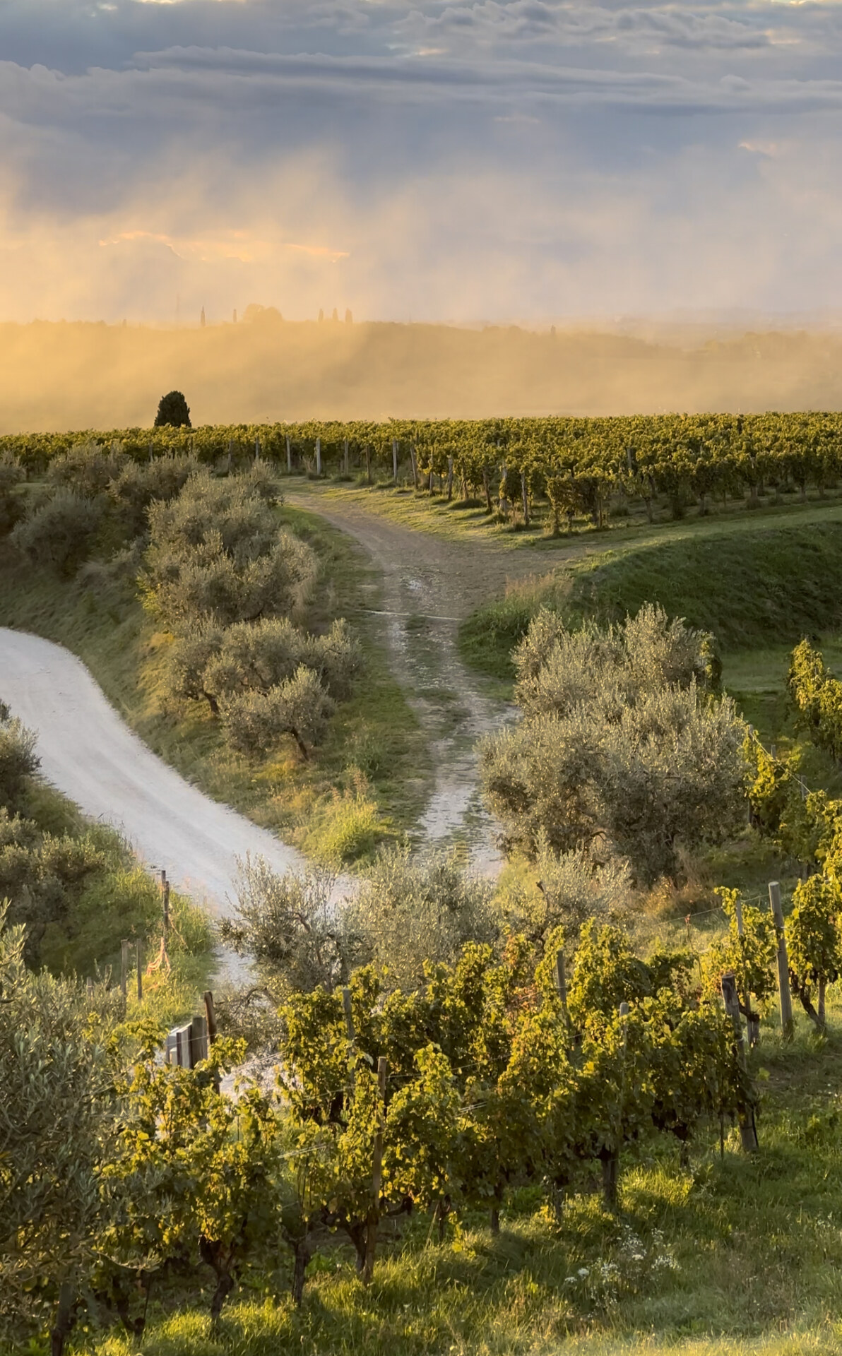 a light green vineyard under an orange sky