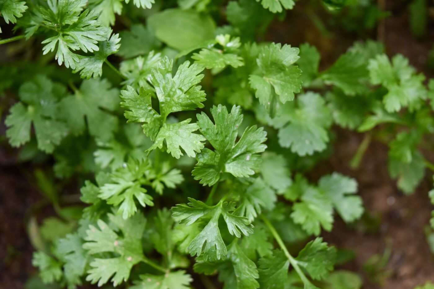 a close up image of parsley