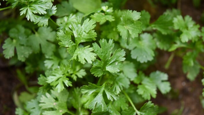 a close up image of parsley