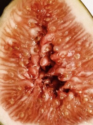 a close up photo of a halved brown fig
