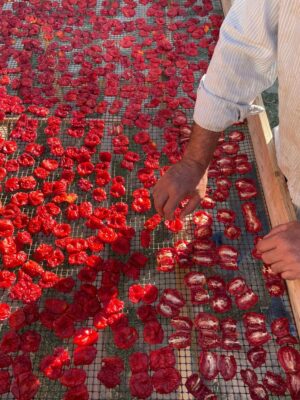 a man arranging halved tomatoes on a mesh grate to dry in the sun