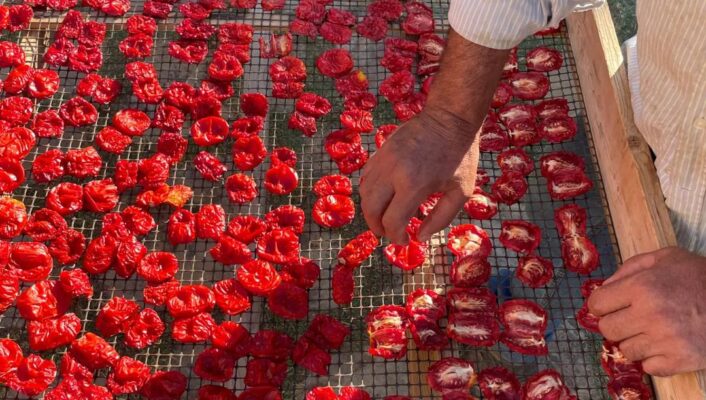a man arranging halved tomatoes on a mesh grate to dry in the sun
