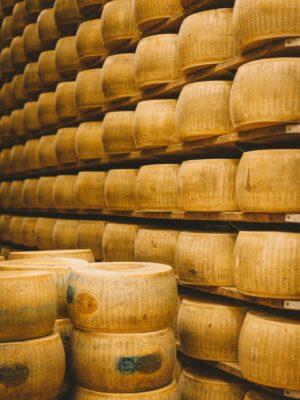 wheels of parmesan cheese stacked in the aging cellar