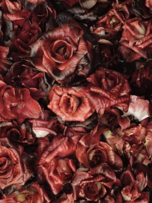 Rosa di Gorizia: a bright red rose-shaped radicchio