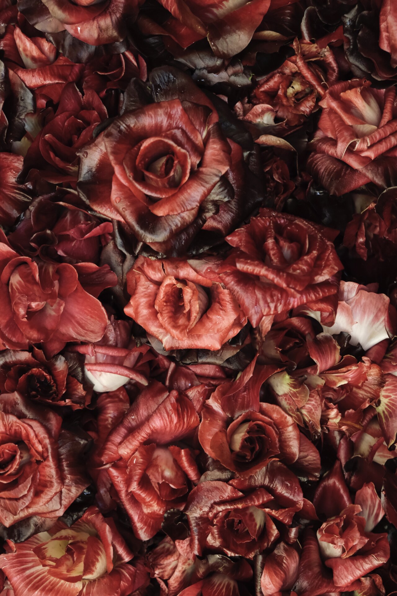 Rosa di Gorizia: a bright red rose-shaped radicchio