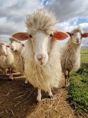 a close up photo of lots of sheep in Sardinia