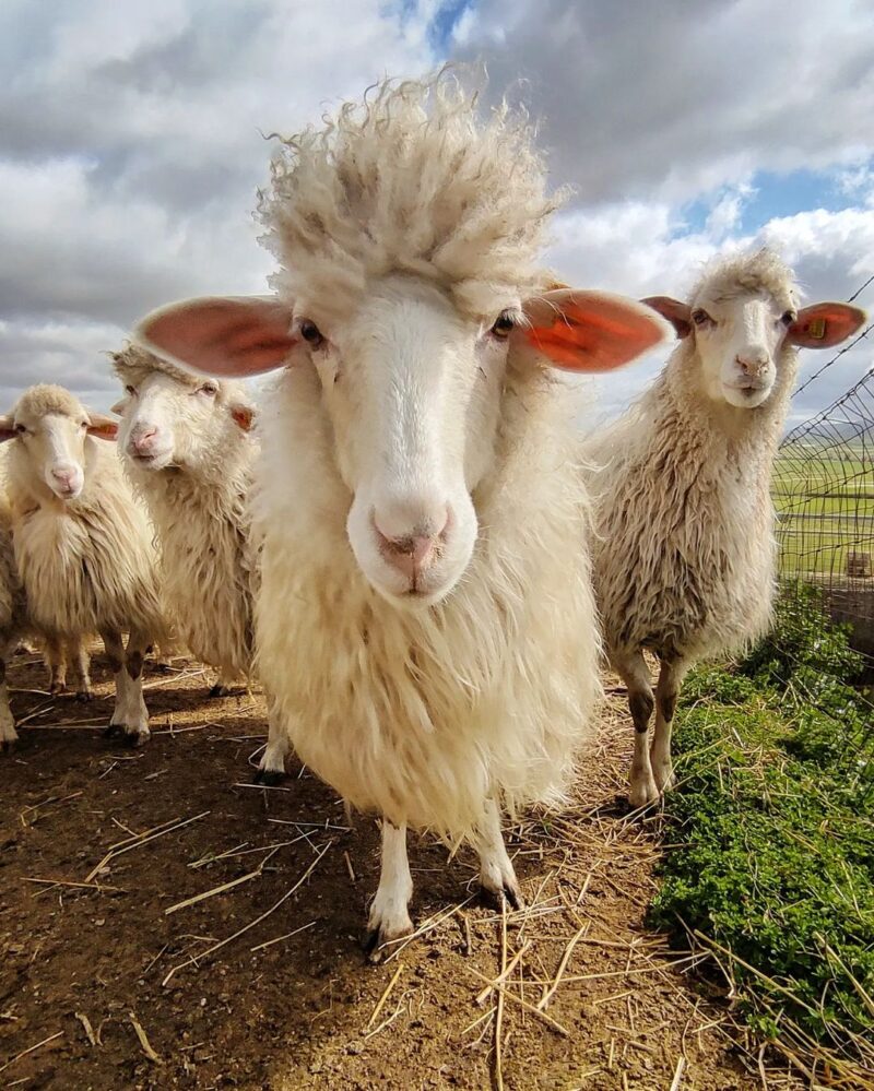 a close up photo of lots of sheep in Sardinia