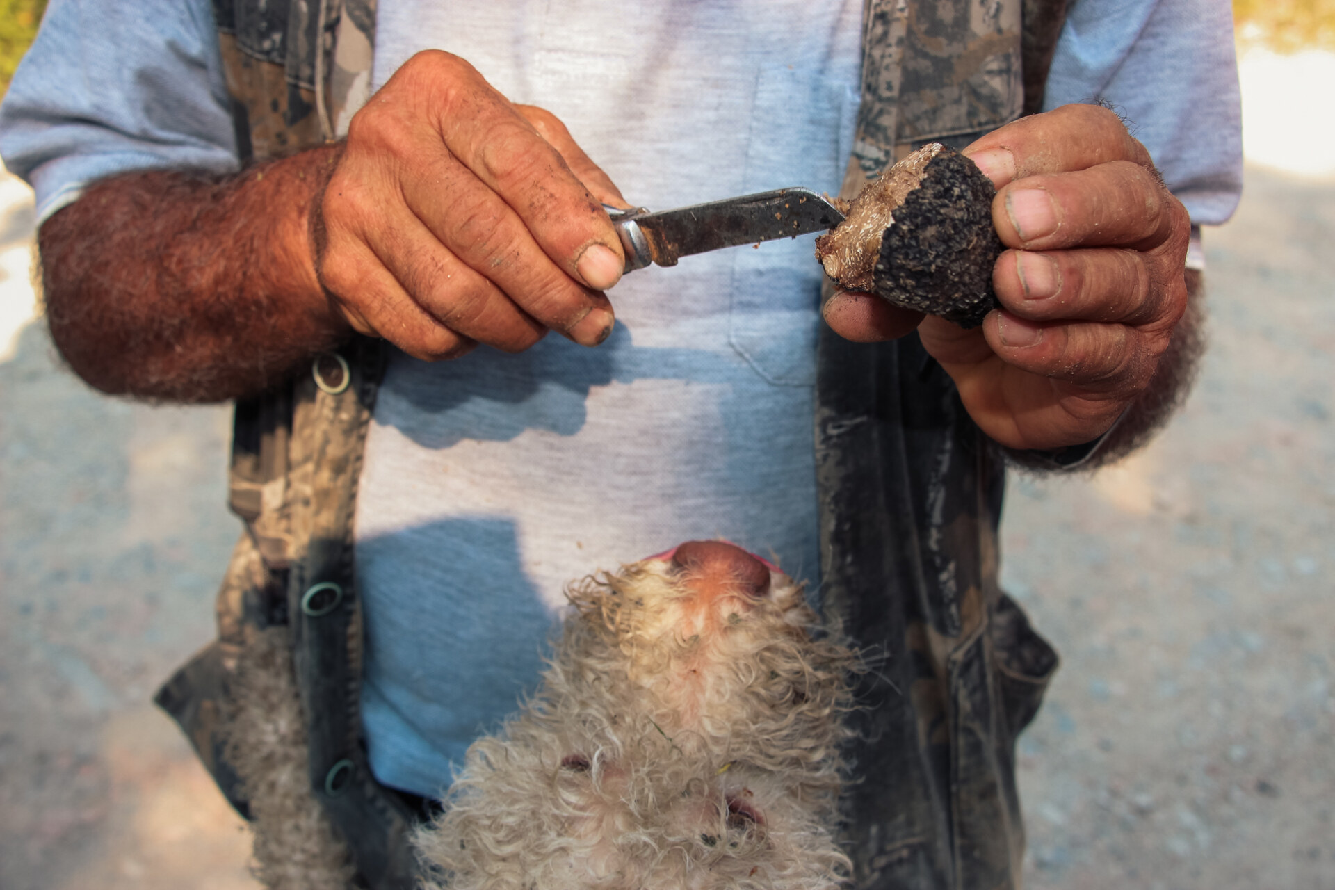 an image of a man cutting into a truffle and a dog looking up and sniffing