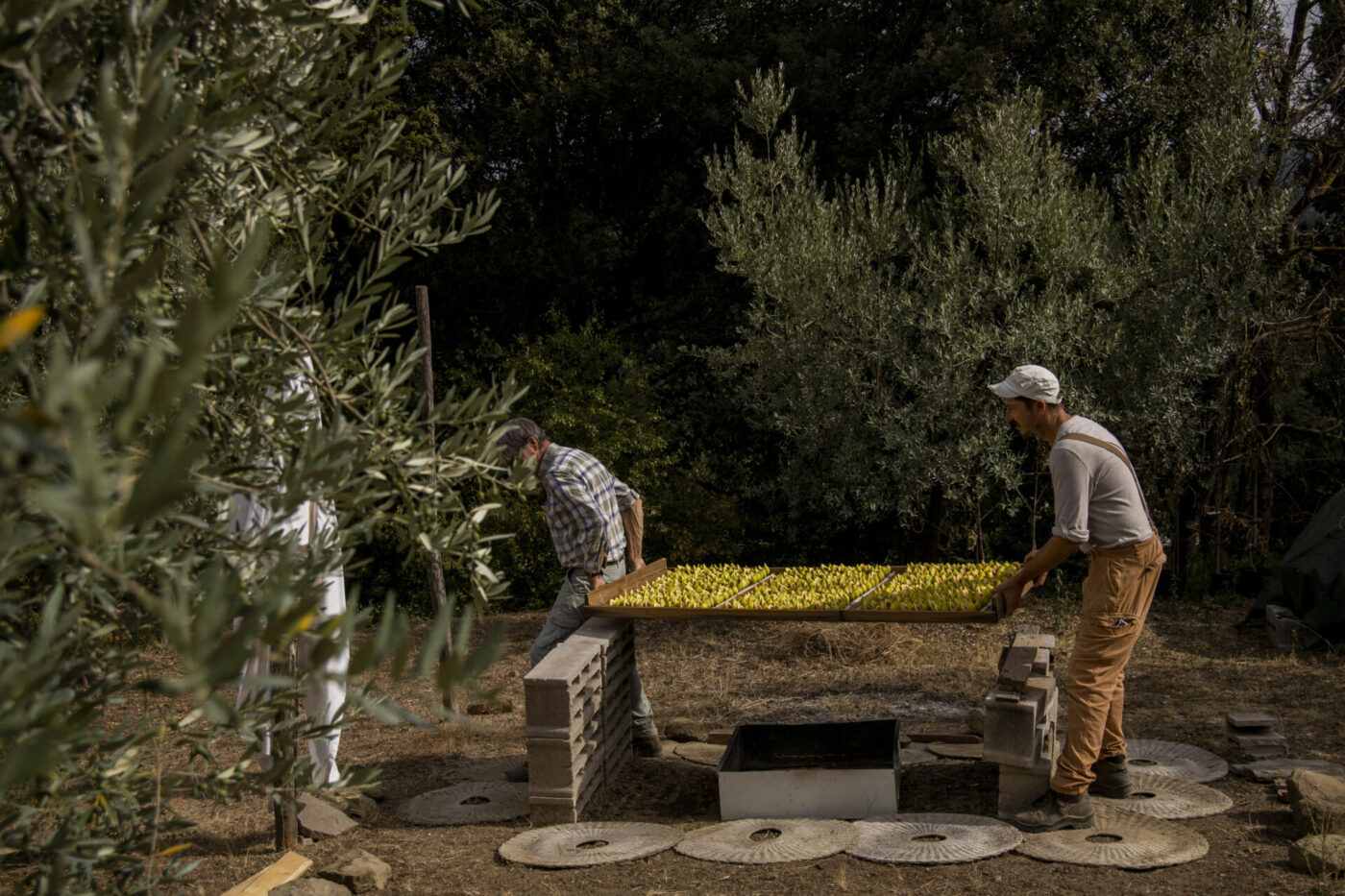 Siro Petracchi and another man carrying trays of figs in from the orchard