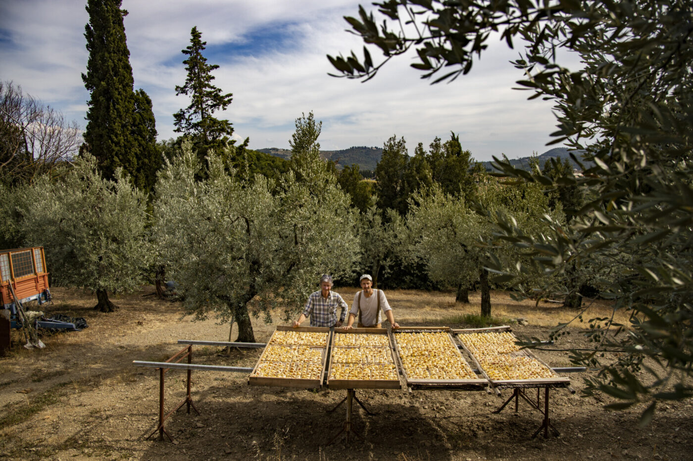 figs arranged on sheets to dry in an olive orchard around trees with Siro Petracchi