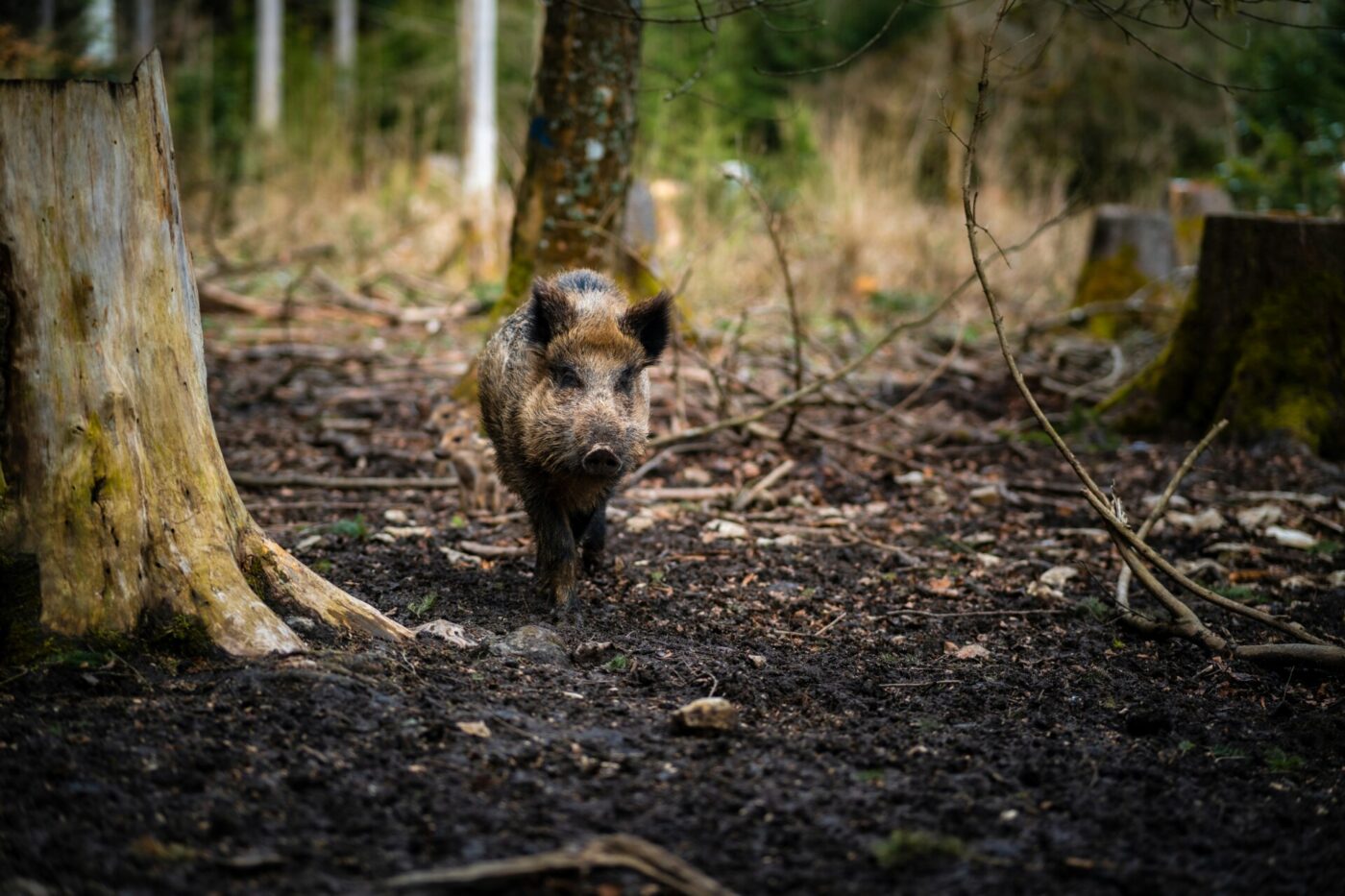 a chinghiale walking through the forest