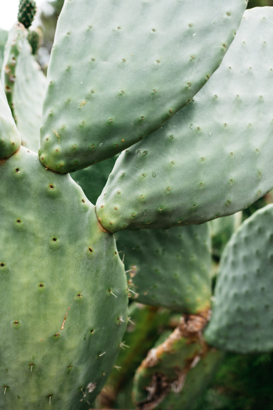prickly pears