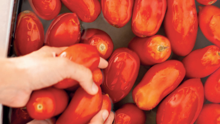 someone holding many roma tomatoes