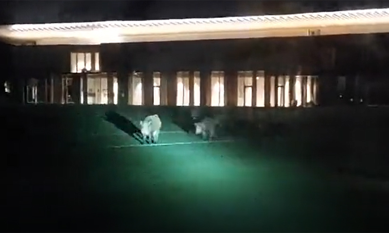 Security camera footage of cinghiali invading the ACF Fiorentina Viola Park