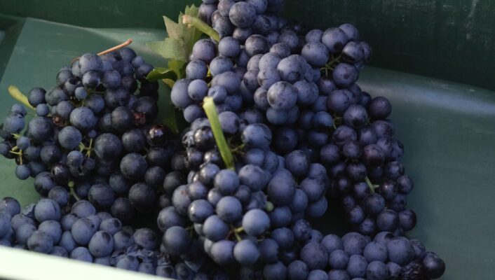 an image of bright purple grapes in a green bin