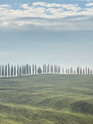 an image of a ridge lined with cypress trees along the Via Francigena