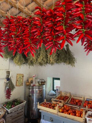 hanging dried oregano and calabrian chilis in a small market with other produce