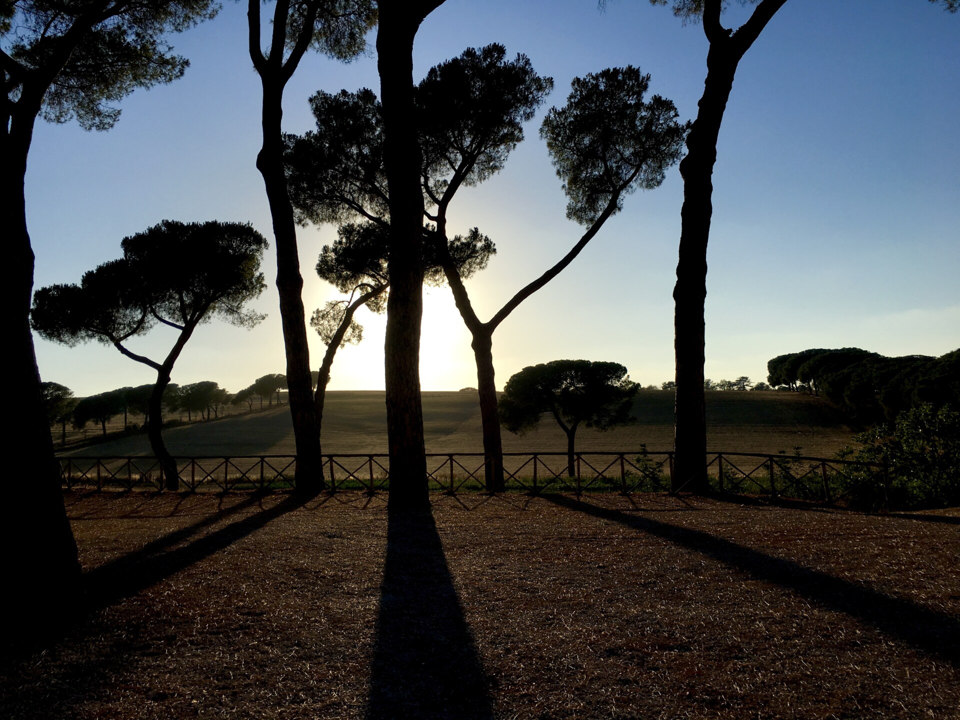 the sun behind the trees on the Via Francigena