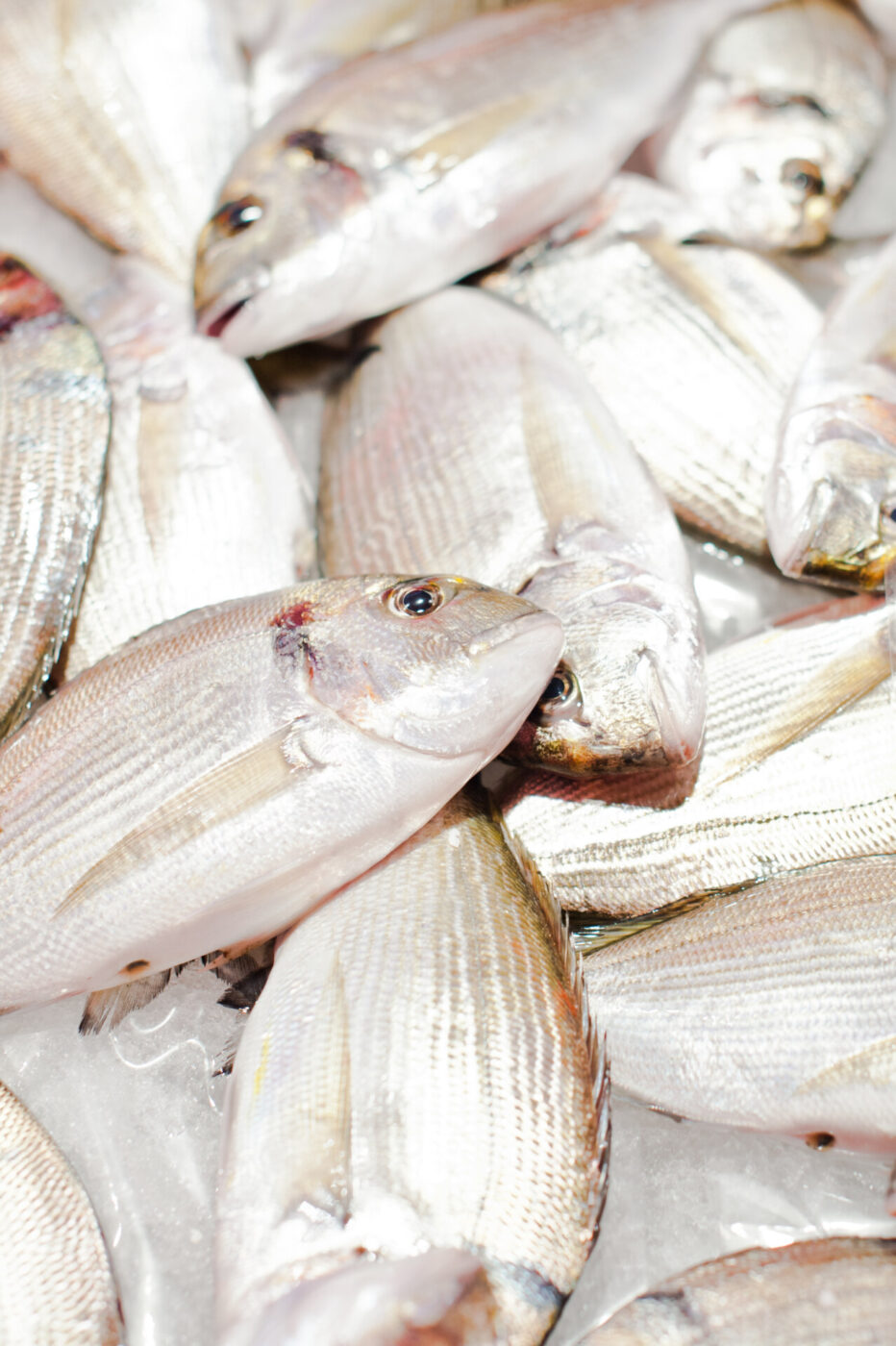 a pile of silvery fish at the market in Chioggia