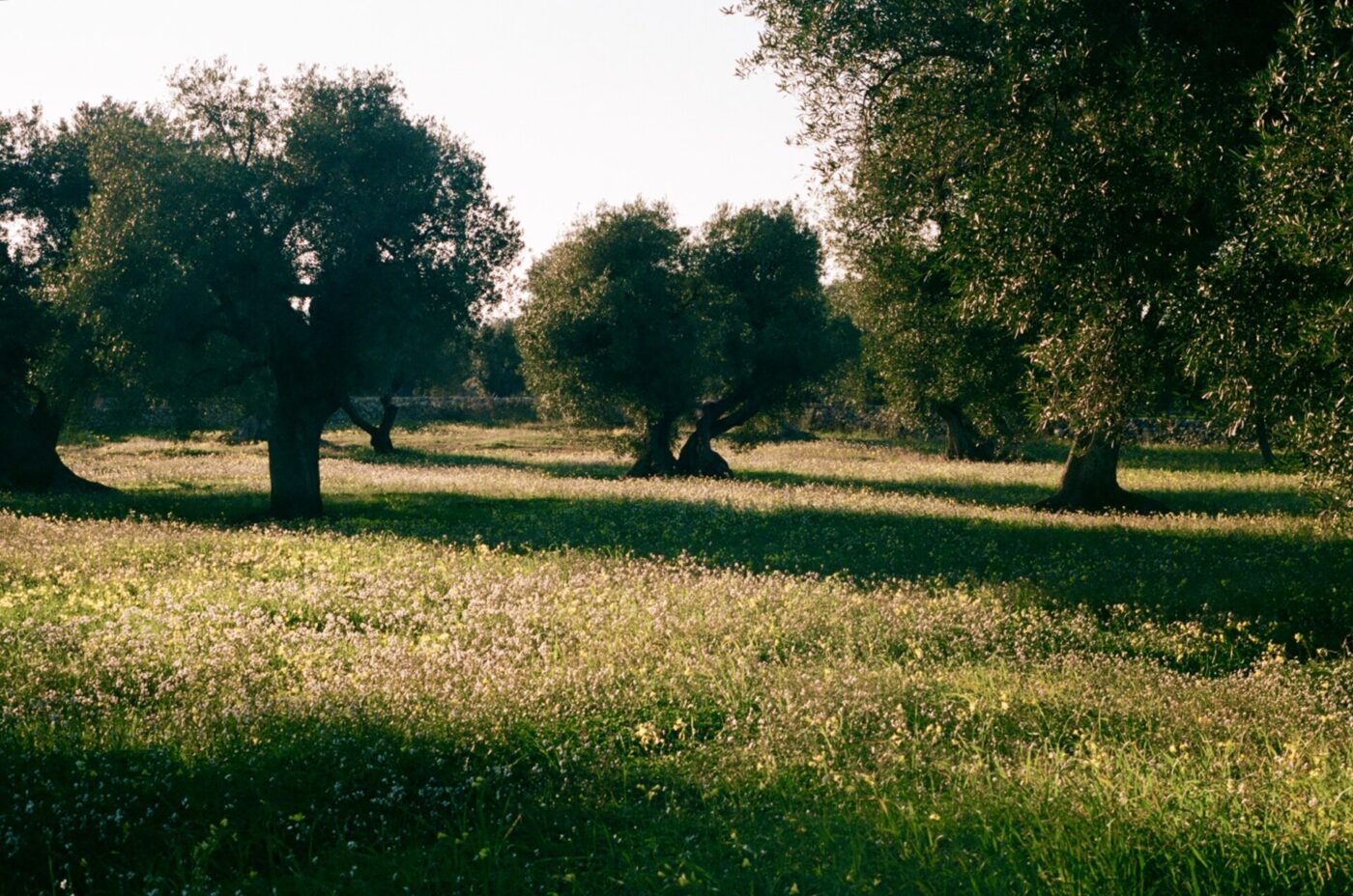an olive grove at golden hour in Selva di Fasano