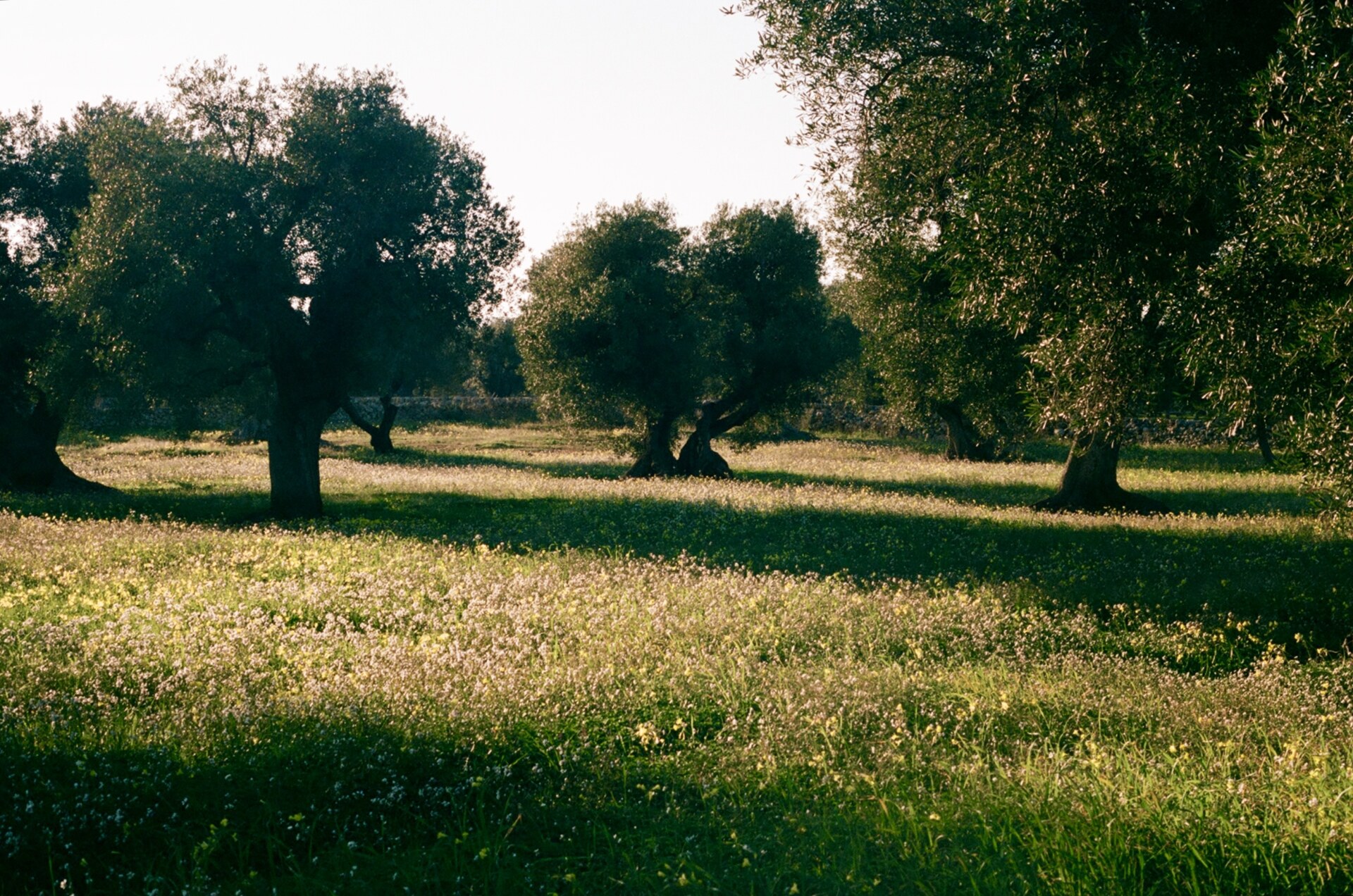 an olive grove at golden hour in Selva di Fasano